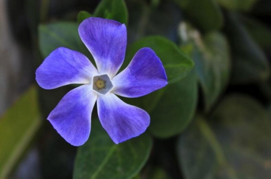 四季梅/日日春/长春花的养殖办法和留意事项，长春花有毒吗