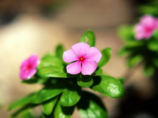 四季梅/日日春/长春花的养殖办法和留意事项，长春花有毒吗