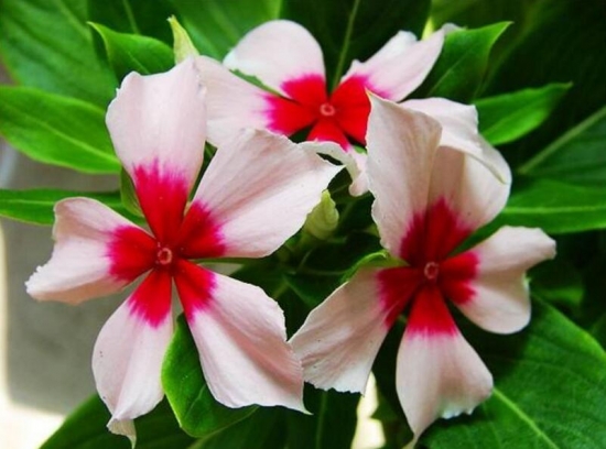 四季梅/日日春/长春花的养殖办法和留意事项，长春花有毒吗