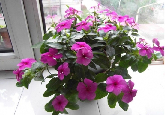 长春花如何摘心：当苗高7-8厘米时摘心1次，以后再摘心2次