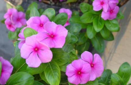 如何种植日日春：喜阳光充足的环境，忌湿怕涝