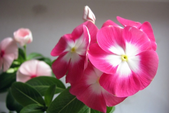 如何种植日日春：喜阳光充足的环境，忌湿怕涝