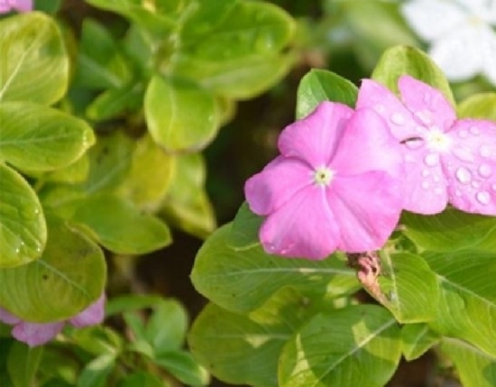 盆栽长春花叶子发黄如何办