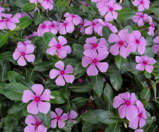 如何科学地栽长春花