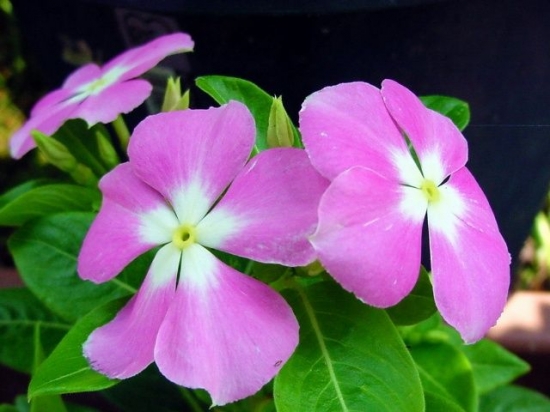 长春花的养殖办法：长春花的养殖办法和留意事项