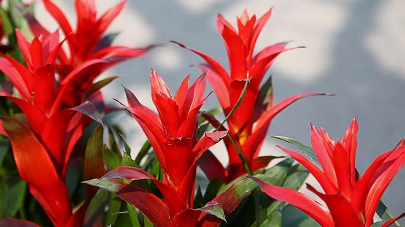 火炬花的养殖办法