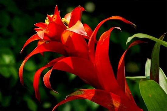 火炬花的养殖办法