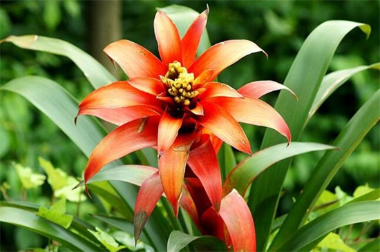 火炬花的养殖办法