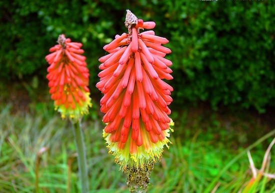 火炬花 如何科学管养火炬花
