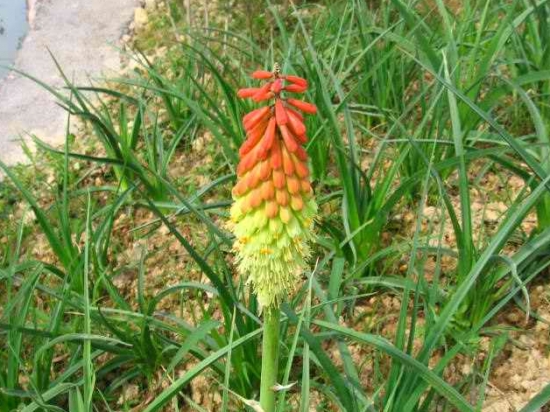 火炬花栽培有哪些要点