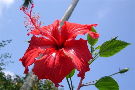 扶桑花一年开几次，养的好就会全年开放(附养殖办法)