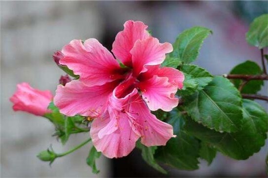 扶桑花一年开几次，养的好就会全年开放(附养殖办法)