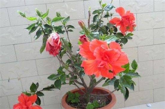 扶桑花一年开几次，养的好就会全年开放(附养殖办法)