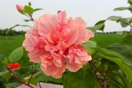 扶桑花一年开几次，养的好就会全年开放(附养殖办法)