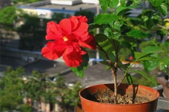 扶桑花一年开几次，养的好就会全年开放(附养殖办法)