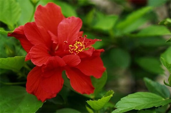 扶桑花一年开几次，养的好就会全年开放(附养殖办法)