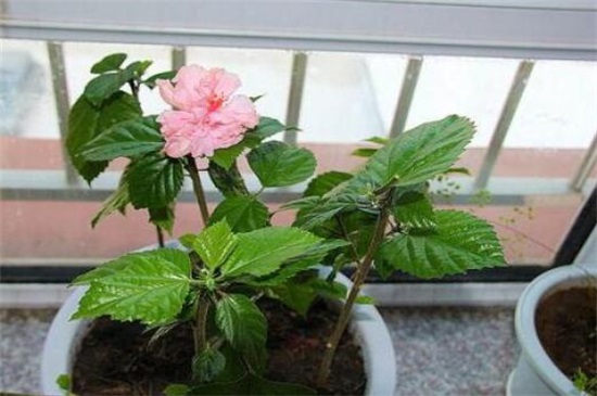 扶桑花一年开几次，养的好就会全年开放(附养殖办法)