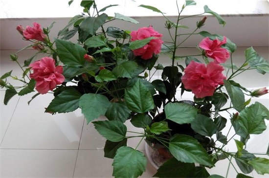 扶桑花一年开几次，养的好就会全年开放(附养殖办法)