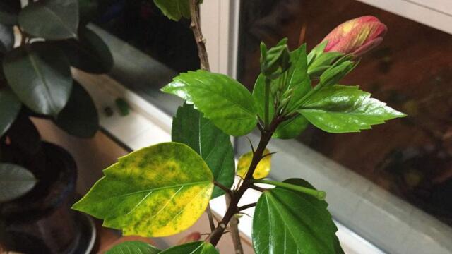 扶桑花叶子发黄如何办