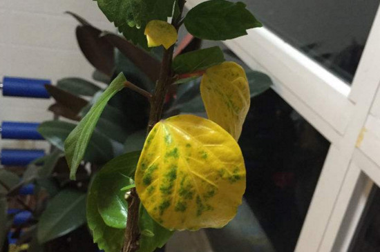 扶桑花叶子发黄如何办