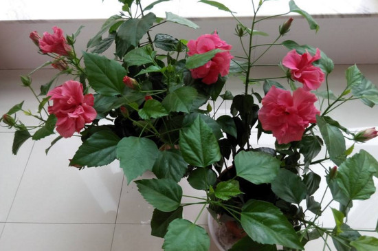 扶桑花叶子发黄如何办