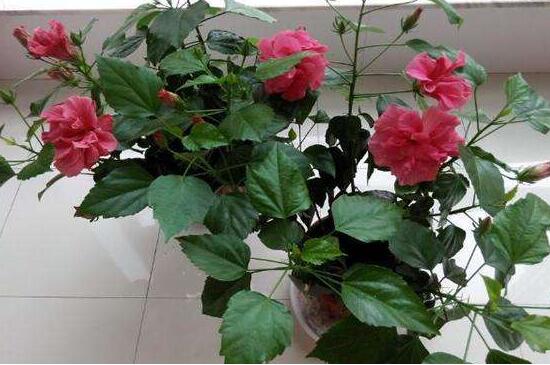 扶桑花枝条如何水插吗，可以3个步骤水插扶桑花