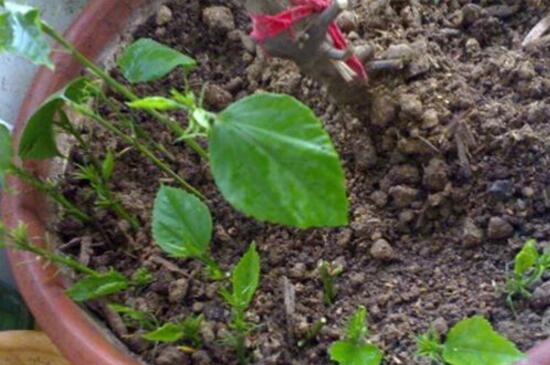 扶桑花枝条如何水插吗，可以3个步骤水插扶桑花