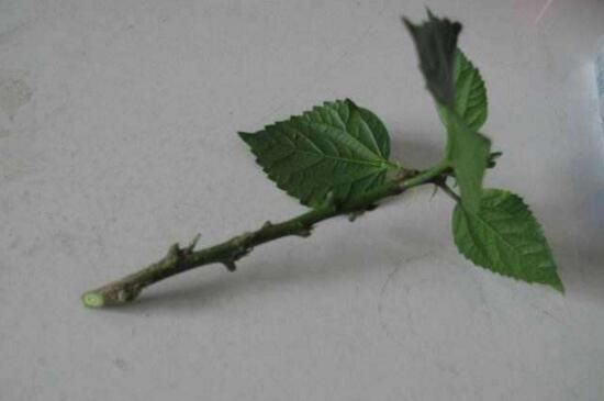 扶桑花枝条如何水插吗，可以3个步骤水插扶桑花