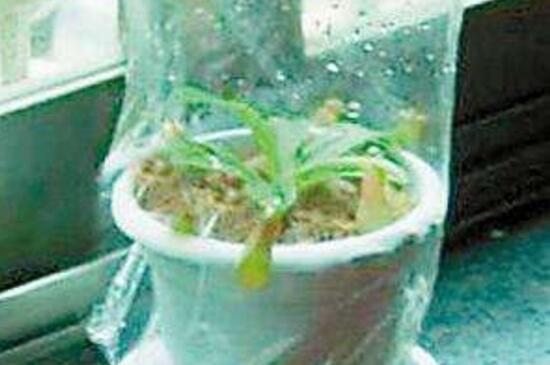 扶桑花枝条如何水插吗，可以3个步骤水插扶桑花