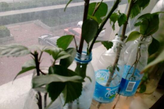 扶桑花枝条如何水插吗，可以3个步骤水插扶桑花