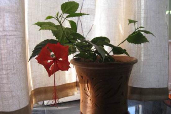 扶桑花枝条如何水插吗，可以3个步骤水插扶桑花