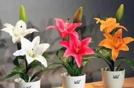 扶桑花枝条如何水插吗，可以3个步骤水插扶桑花