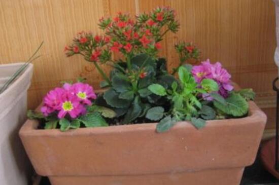 扶桑花枝条如何水插吗，可以3个步骤水插扶桑花