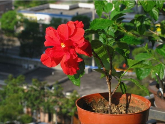 扶桑花如何修剪：根据树态修剪造型