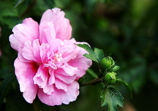 扶桑花图片：扶桑花常见种类图片大全