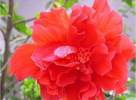 扶桑花图片：扶桑花常见种类图片大全