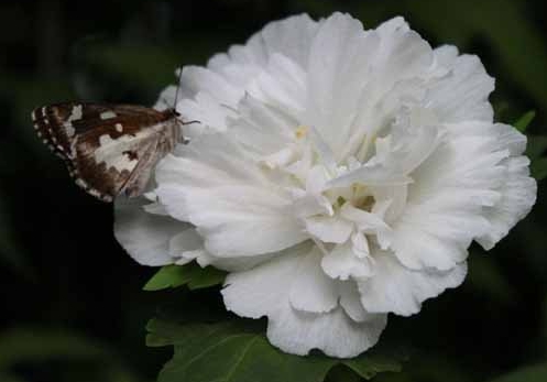 扶桑花图片：扶桑花常见种类图片大全
