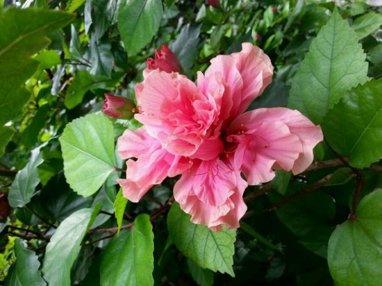 扶桑花图片：扶桑花常见种类图片大全