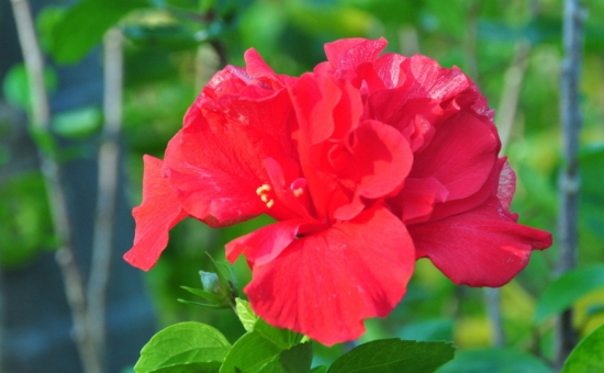 扶桑花图片：扶桑花常见种类图片大全