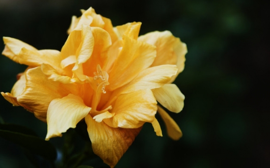 扶桑花图片：扶桑花常见种类图片大全