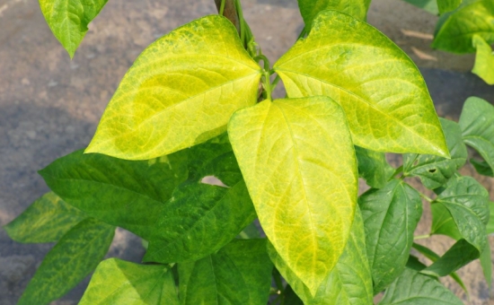 扶桑花叶子发黄：扶桑花叶子发黄的原因分析和处理办法