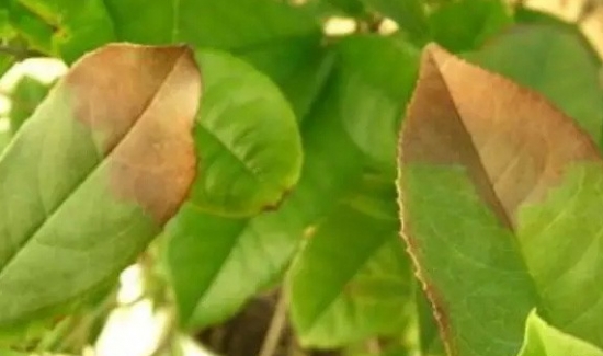 扶桑花叶子发黄：扶桑花叶子发黄的原因分析和处理办法