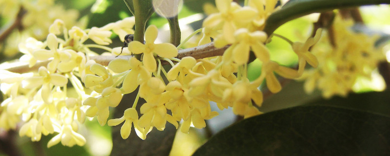 桂花为何一晒就变黑