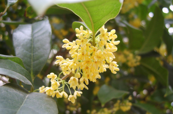 桂花为何一晒就变黑