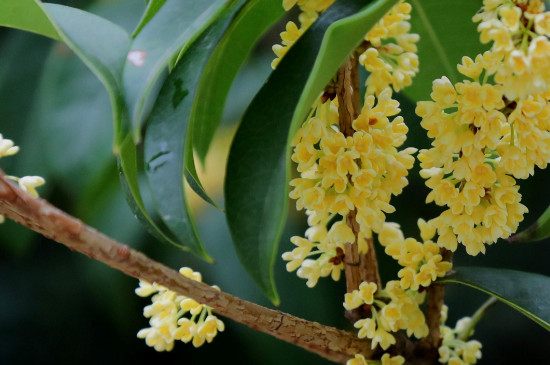 桂花为何一晒就变黑