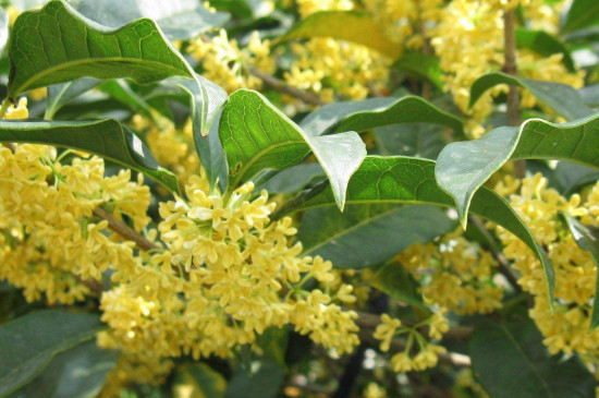 桂花为何一晒就变黑