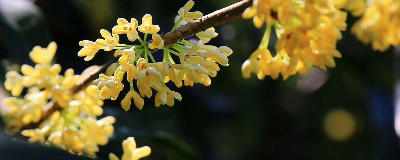 桂花叶芽花苞如何区分