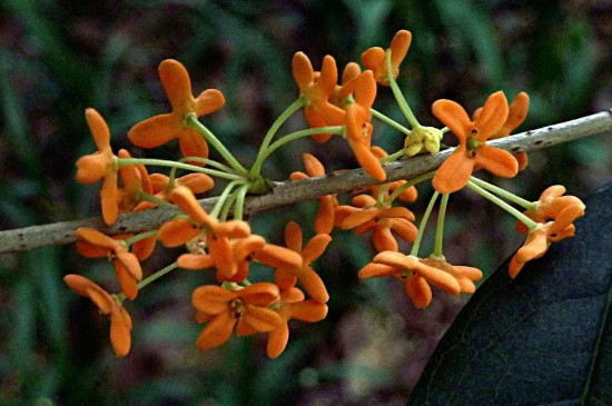 桂花叶芽花苞如何区分