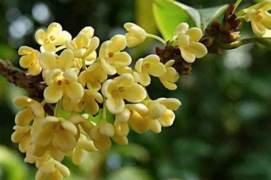 桂花叶芽花苞如何区分