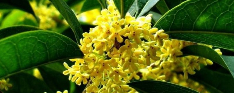 桂花掉叶子是如何回事